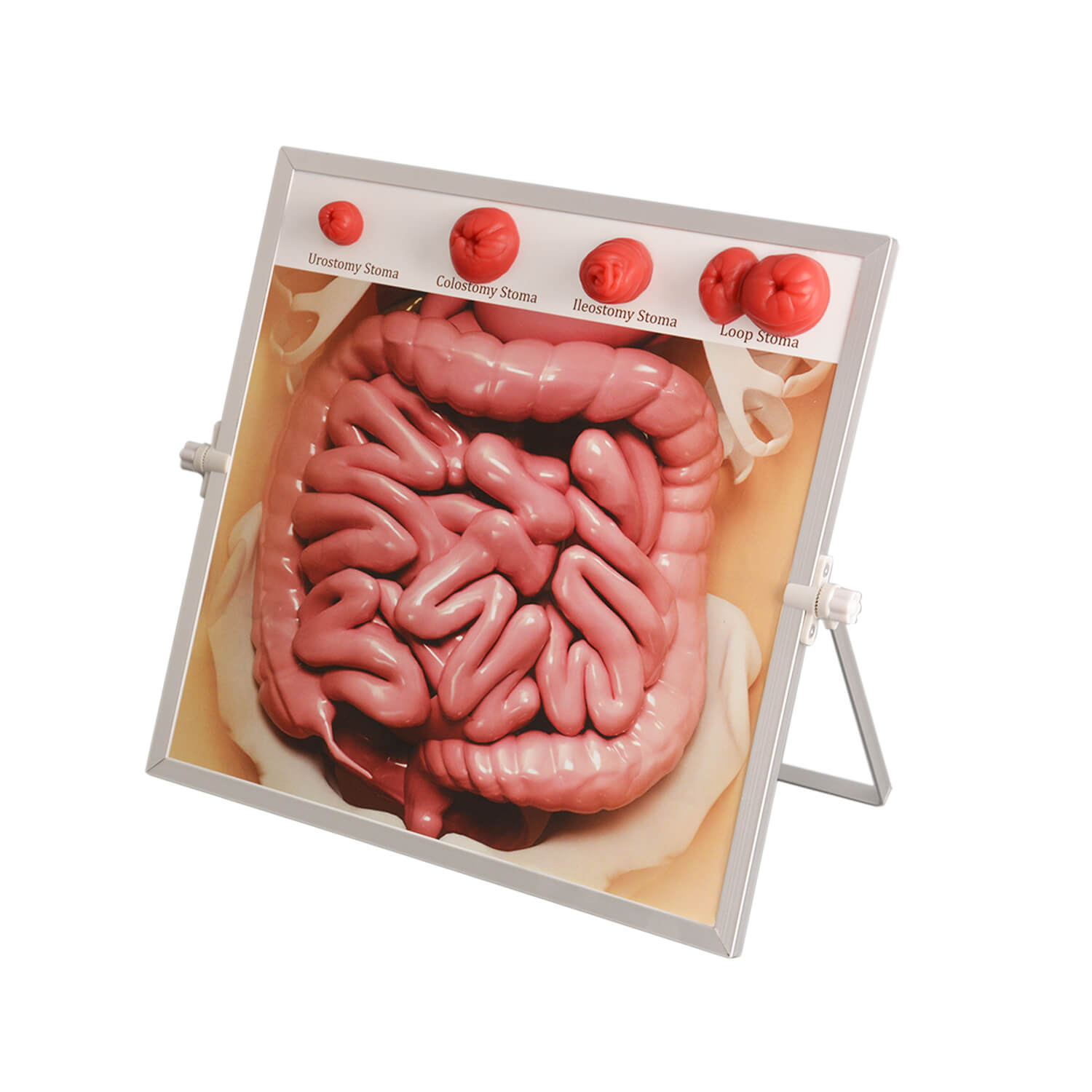 Tabletop & Hanging Ostomy Model Kit