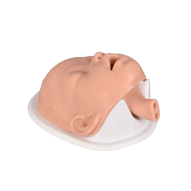 Newborn head model for infant airway management practice