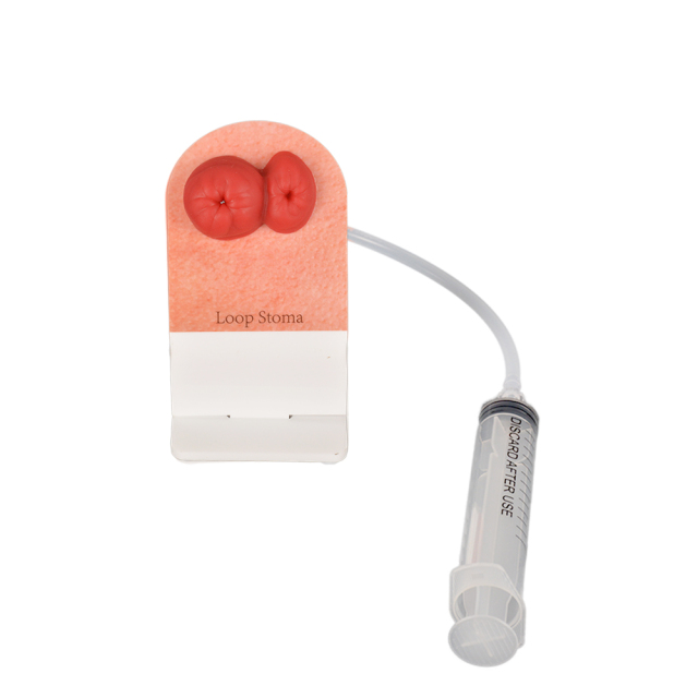 loop ostomy stoma care simulator models 