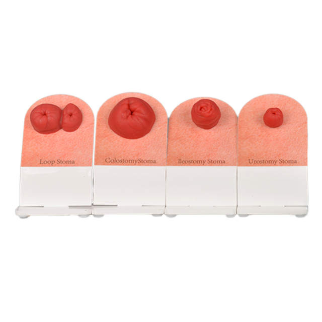 4 types of ostomy training model