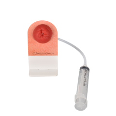 colostomy stoma care training model