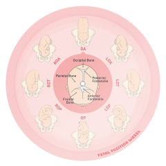 Customizable Dual-Sided Fetal Position Wheel, Large & Small Size