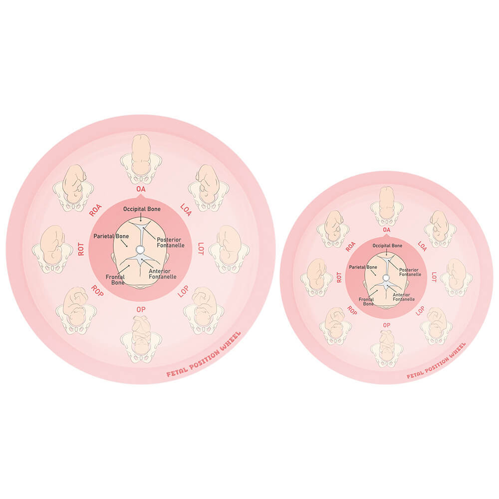 Customizable Dual-Sided Fetal Position Wheel, Large & Small Size