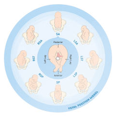 Customizable Dual-Sided Fetal Position Wheel, Large & Small Size