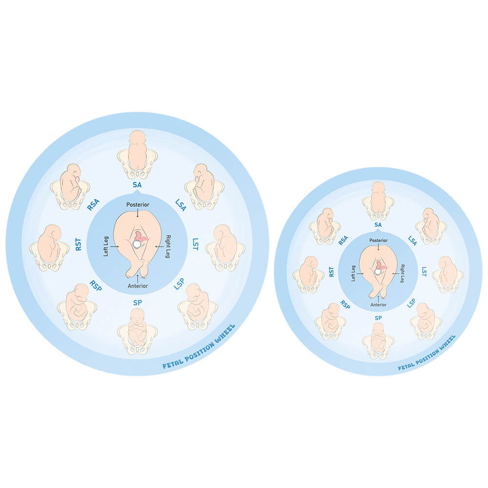 Customizable Dual-Sided Fetal Position Wheel, Large & Small Size