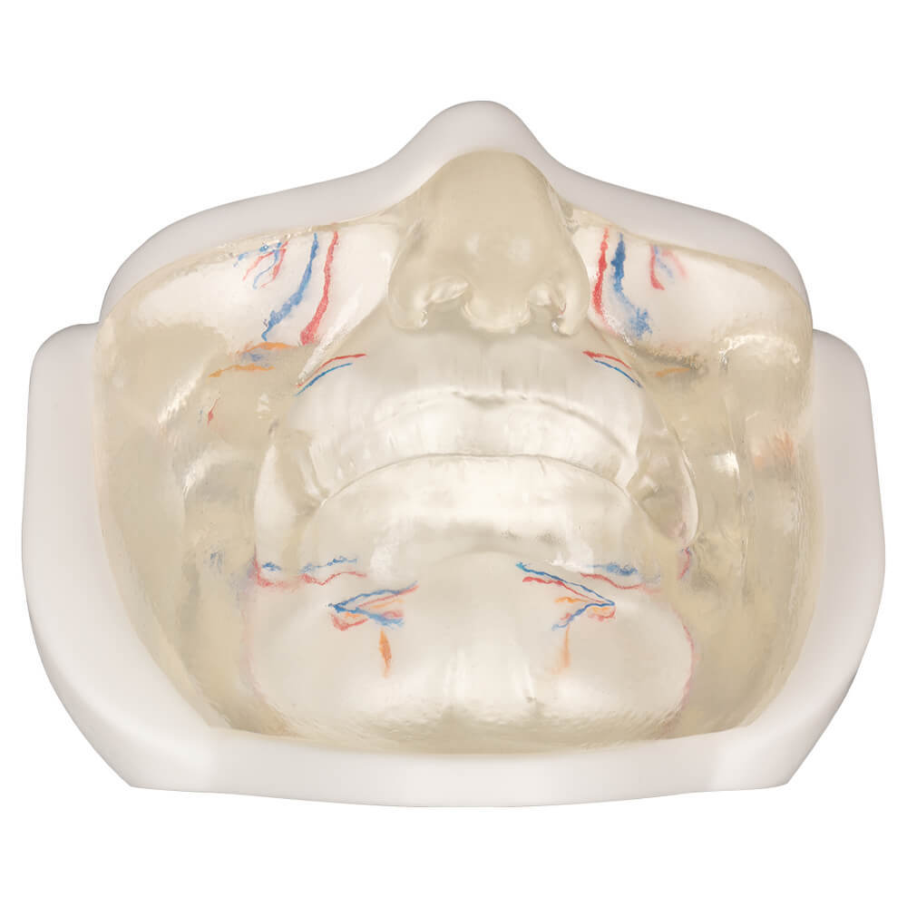 Transparent Lower Face Injection & Thread Lifting Practice Model with Simulated Blood Vessels