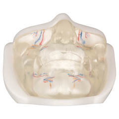 Transparent Lower Face Injection & Thread Lifting Practice Model with Simulated Blood Vessels