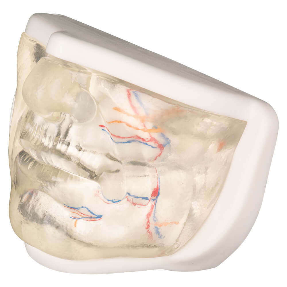 Transparent Lower Face Injection & Thread Lifting Practice Model with Simulated Blood Vessels