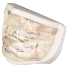 Transparent Lower Face Injection & Thread Lifting Practice Model with Simulated Blood Vessels