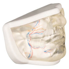 Transparent Lower Face Injection & Thread Lifting Practice Model with Simulated Blood Vessels