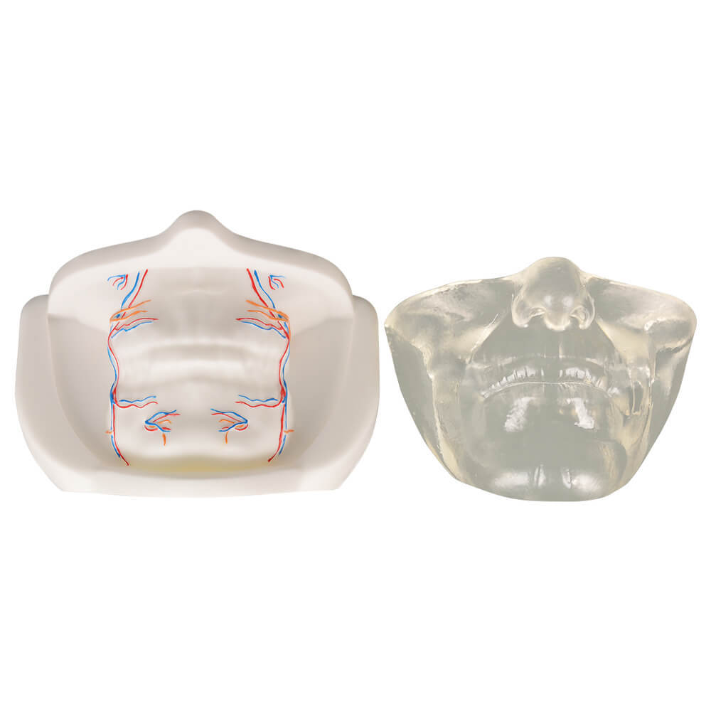 Transparent Lower Face Injection & Thread Lifting Practice Model with Simulated Blood Vessels