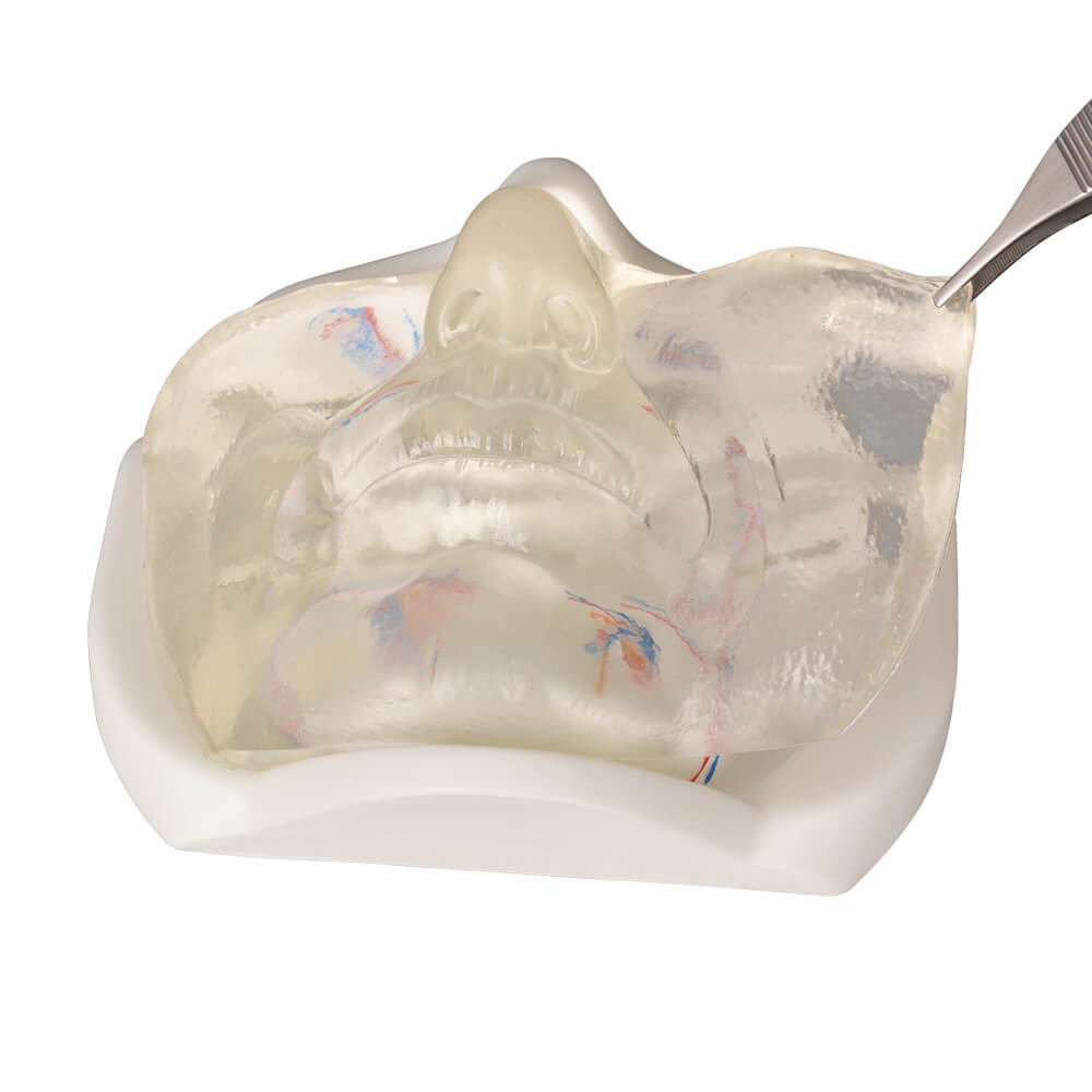 Transparent Lower Face Injection & Thread Lifting Practice Model with Simulated Blood Vessels