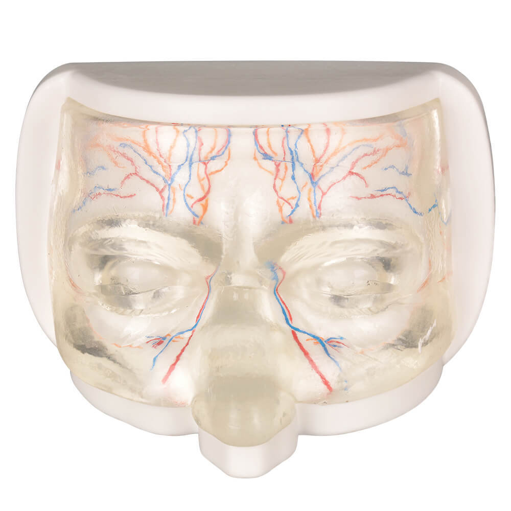 Transparent Upper Facial Injection Training Model with Simulated Blood Vessels