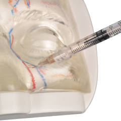 Transparent Upper Facial Injection Training Model with Simulated Blood Vessels