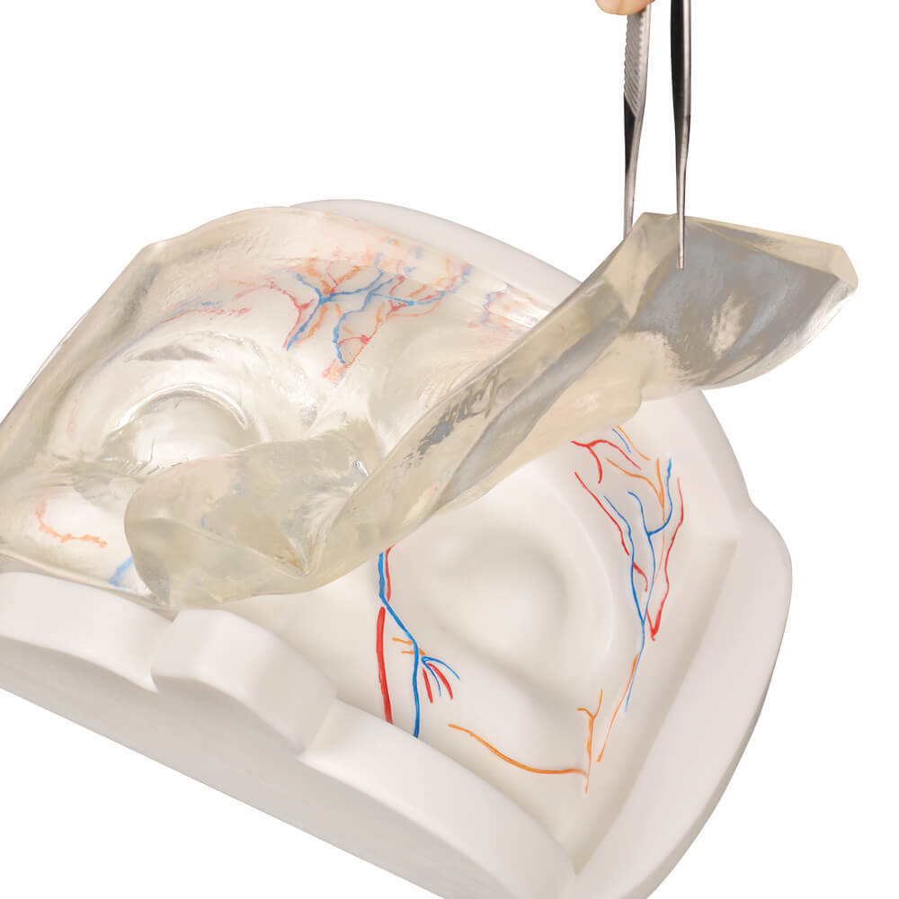 Transparent Upper Facial Injection Training Model with Simulated Blood Vessels
