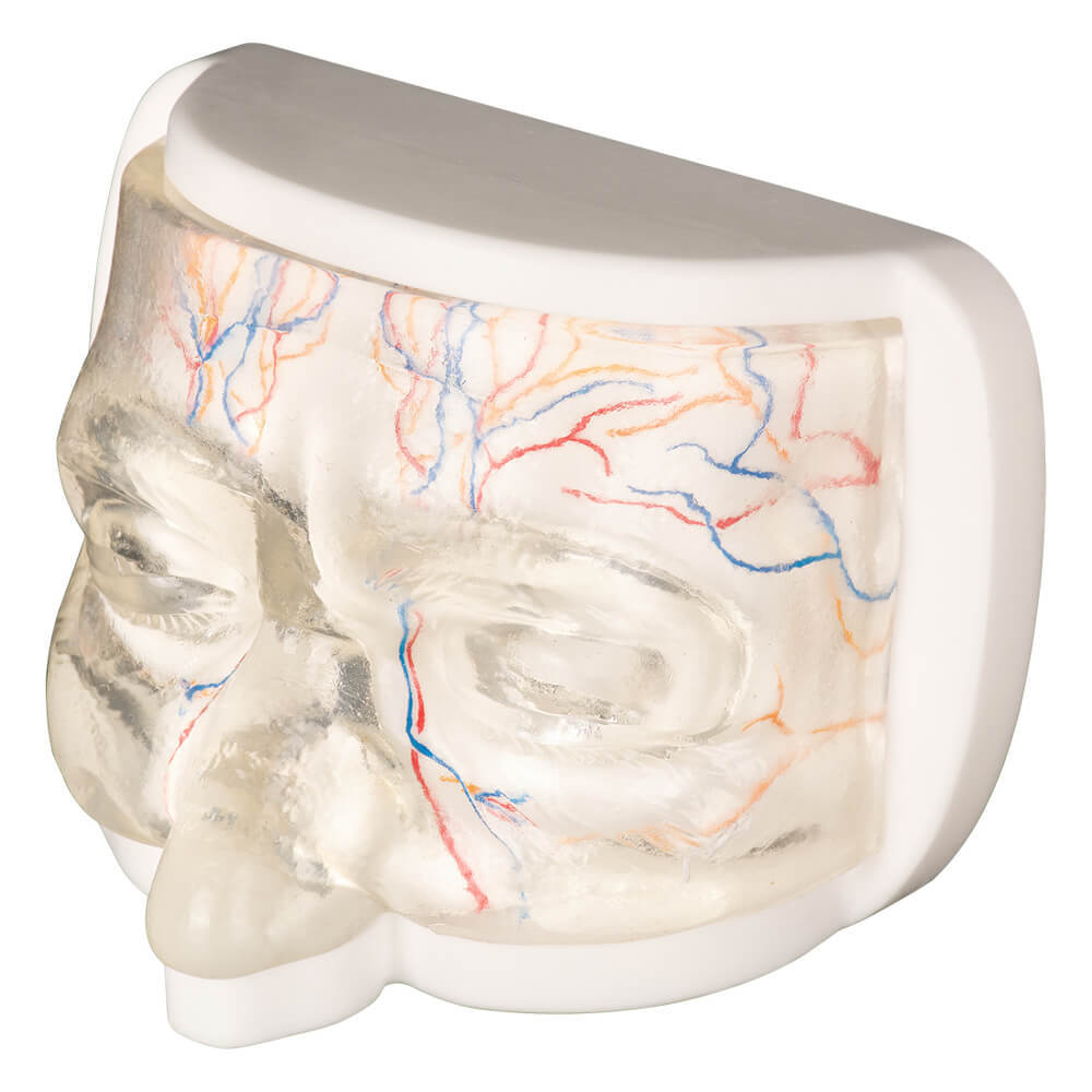 Transparent Upper Facial Injection Training Model with Simulated Blood Vessels