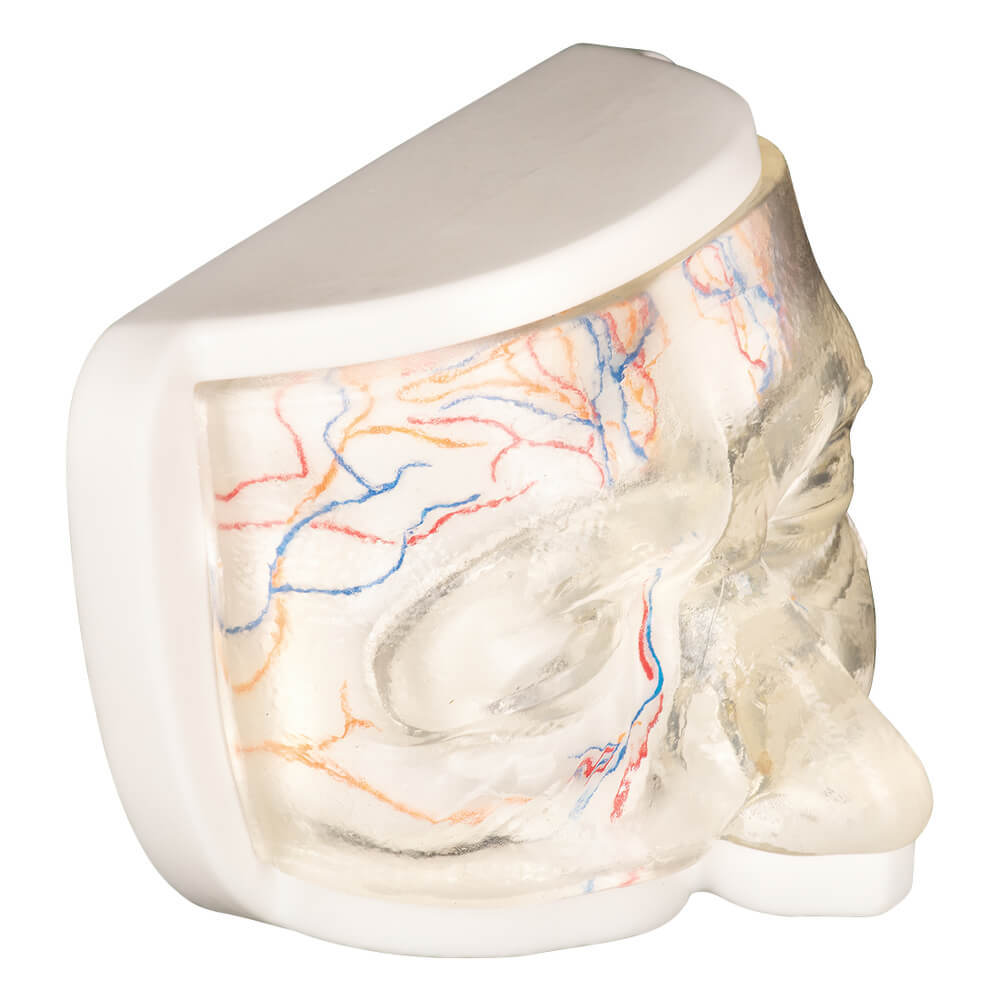 Transparent Upper Facial Injection Training Model with Simulated Blood Vessels