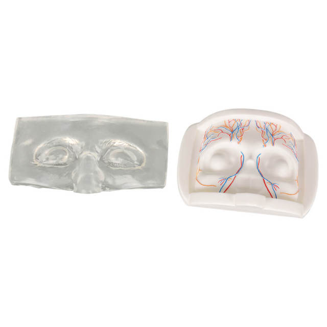 Transparent Upper Facial Injection Training Model with Simulated Blood Vessels