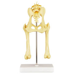 Canine Pathological Hip Joint Model