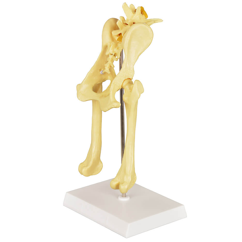 Canine Pathological Hip Joint Model