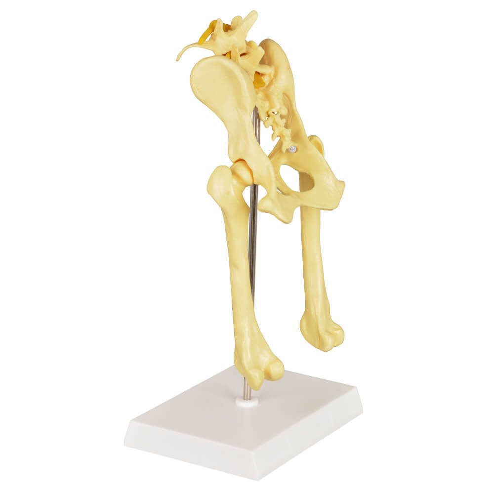 Canine Pathological Hip Joint Model