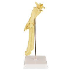Canine Pathological Hip Joint Model