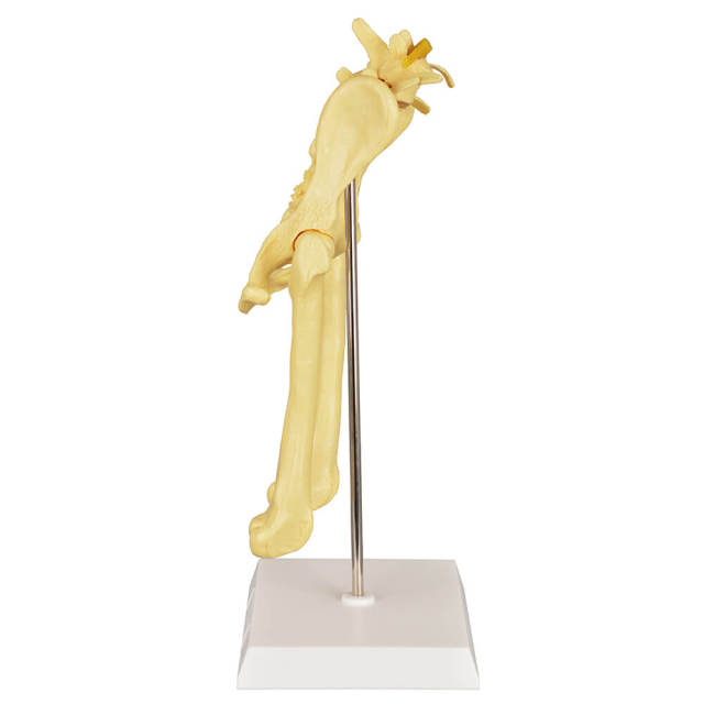 Canine Pathological Hip Joint Model