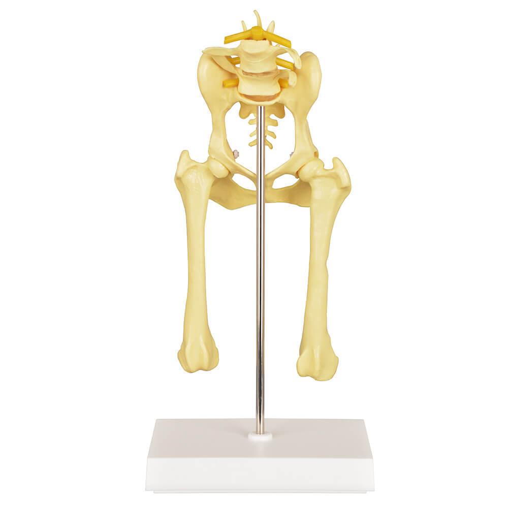 Canine Pathological Hip Joint Model