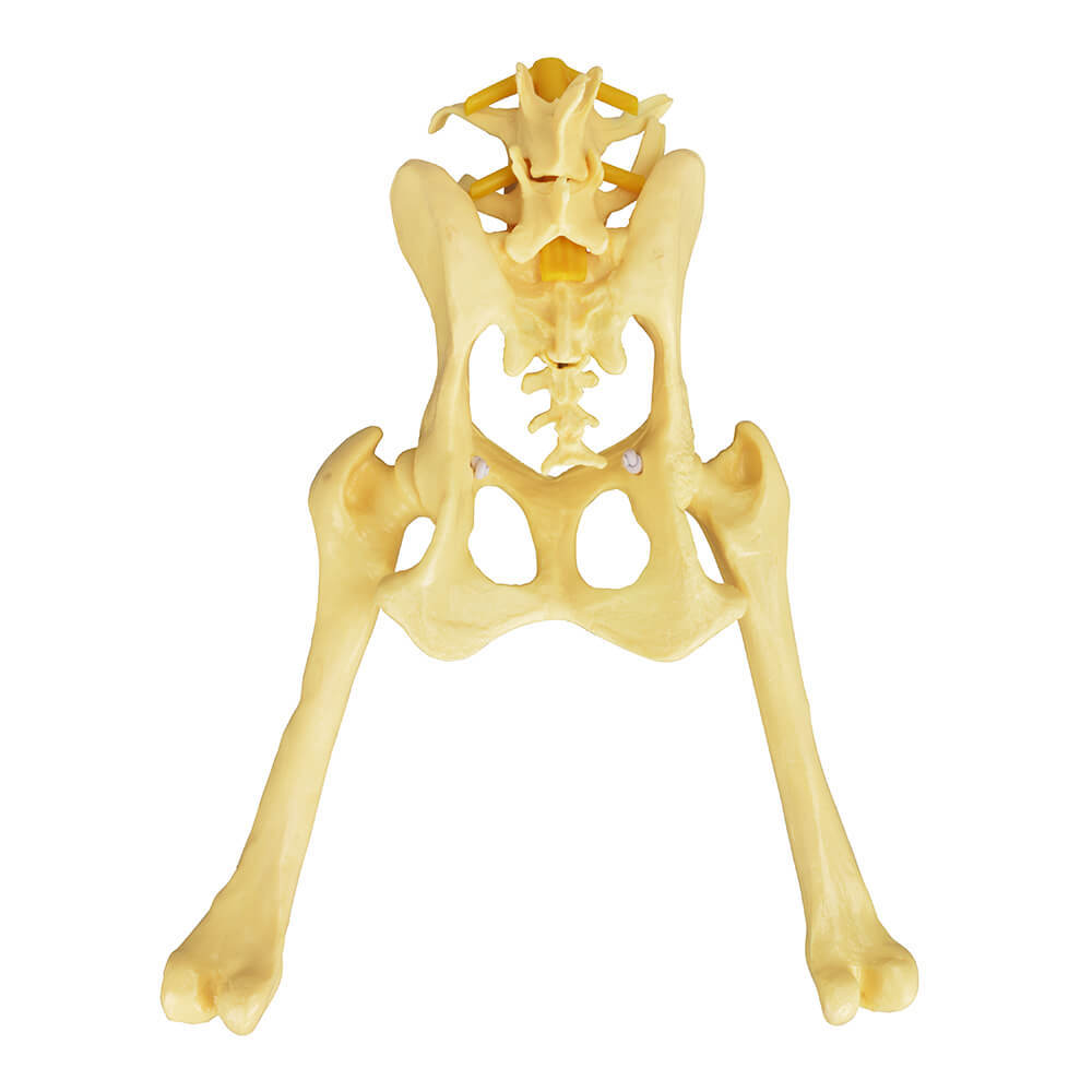 Canine Pathological Hip Joint Model