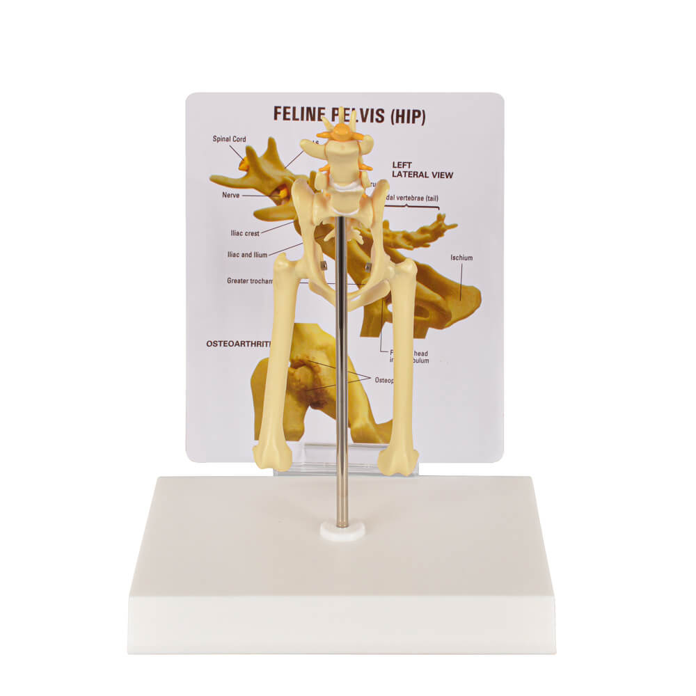 Feline Pathological Hip Joint Model