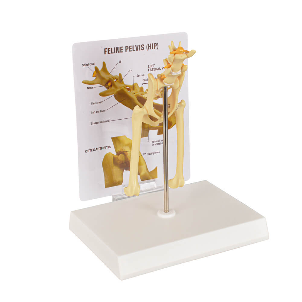 Feline Pathological Hip Joint Model