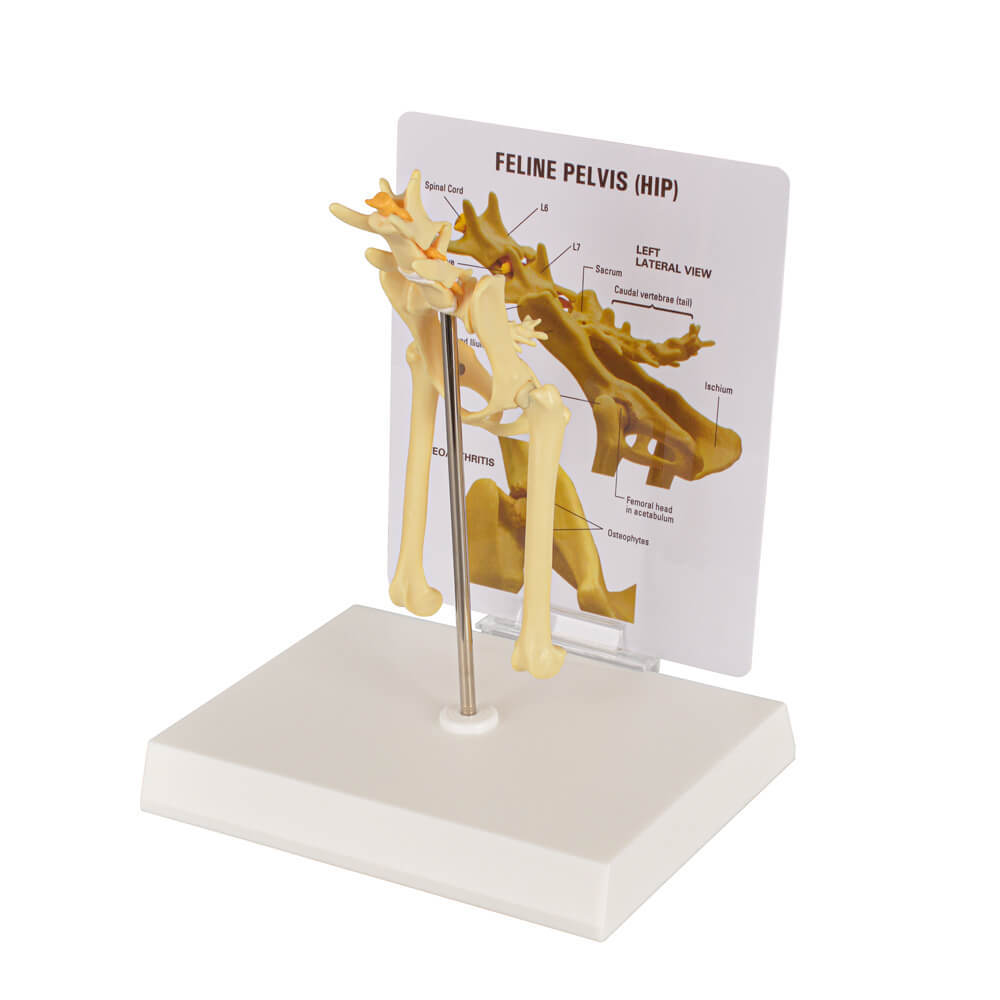 Feline Pathological Hip Joint Model