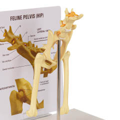 Feline Pathological Hip Joint Model