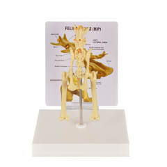 Feline Pathological Hip Joint Model