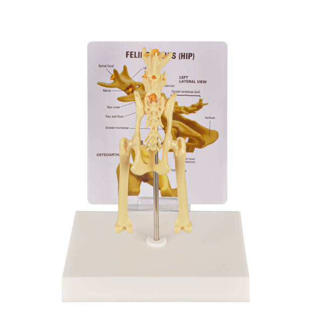 Feline Pathological Hip Joint Model