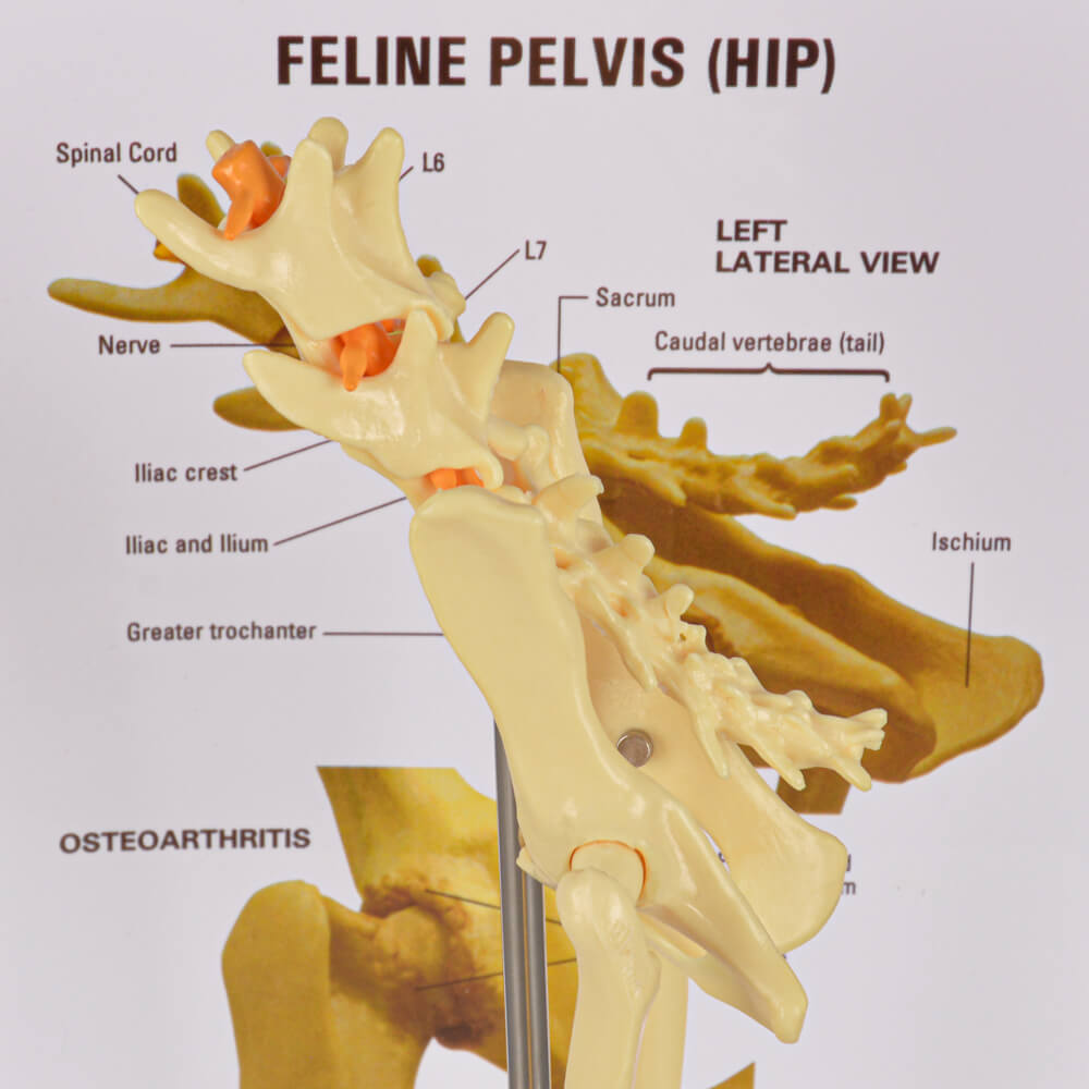 Feline Pathological Hip Joint Model