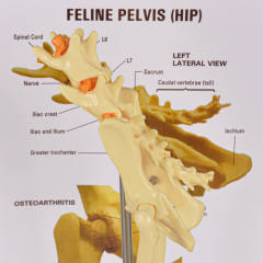 Feline Pathological Hip Joint Model