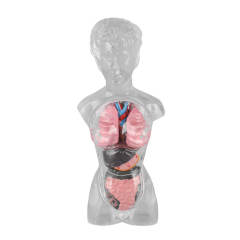 18 cm Transparent Female Anatomical Torso Model with Removable Internal Organs