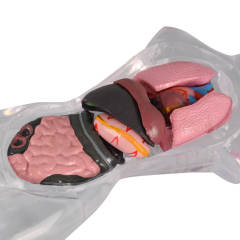 18 cm Transparent Female Anatomical Torso Model with Removable Internal Organs