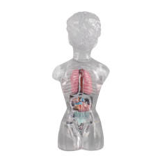 18 cm Transparent Female Anatomical Torso Model with Removable Internal Organs