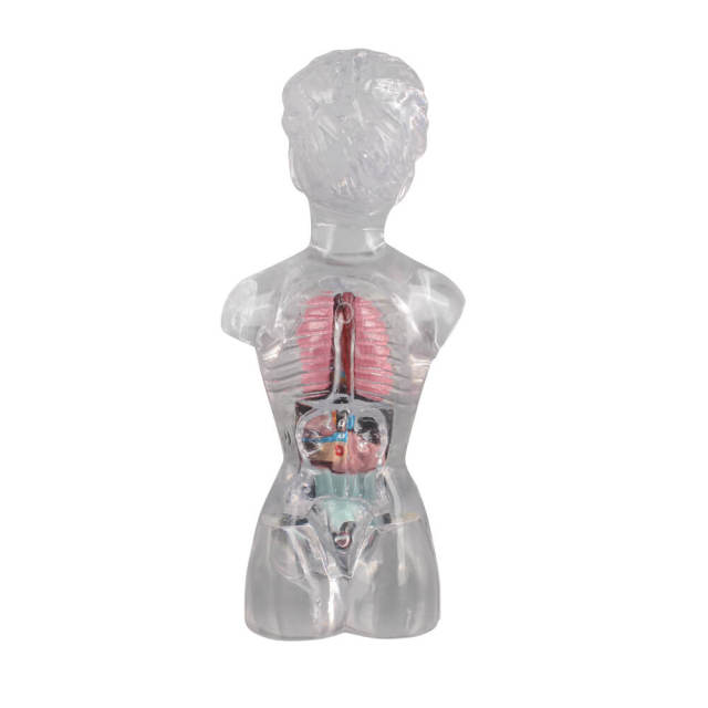18 cm Transparent Female Anatomical Torso Model with Removable Internal Organs