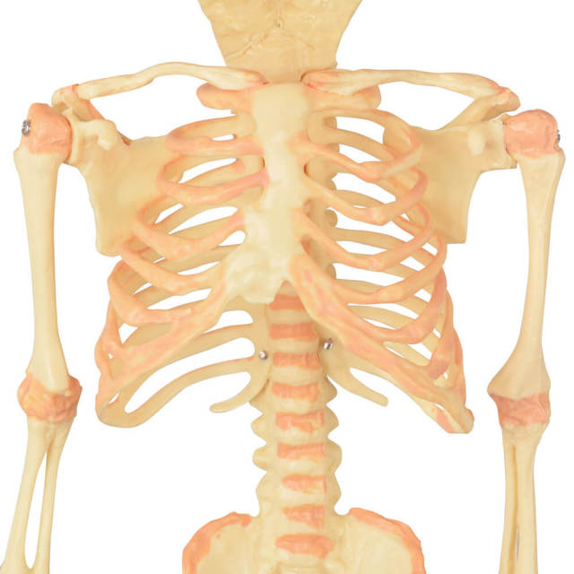 Mini Infant Skeleton Model with Double Skulls
