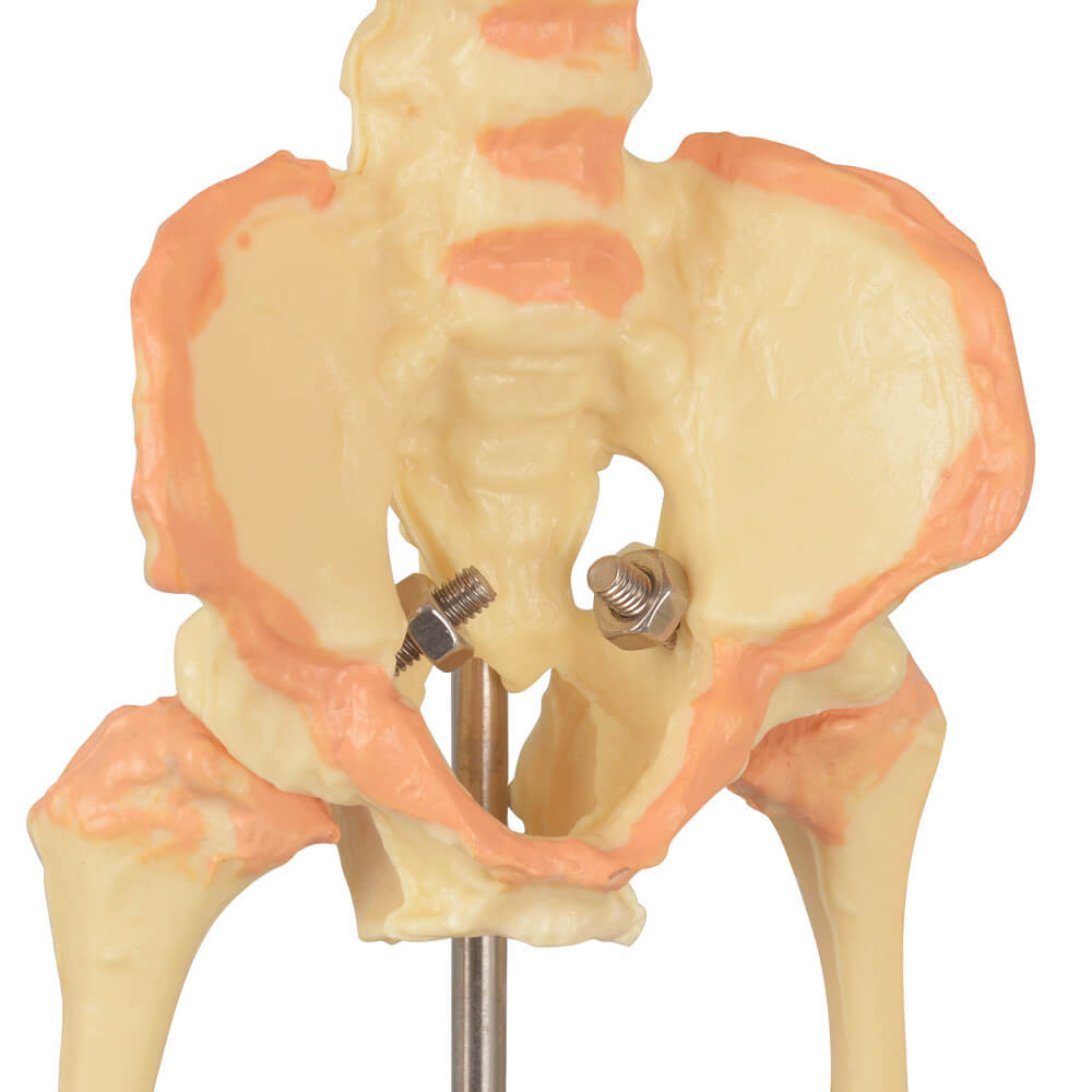 Mini Infant Skeleton Model with Double Skulls