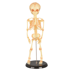 Mini Infant Skeleton Model with Single Skull