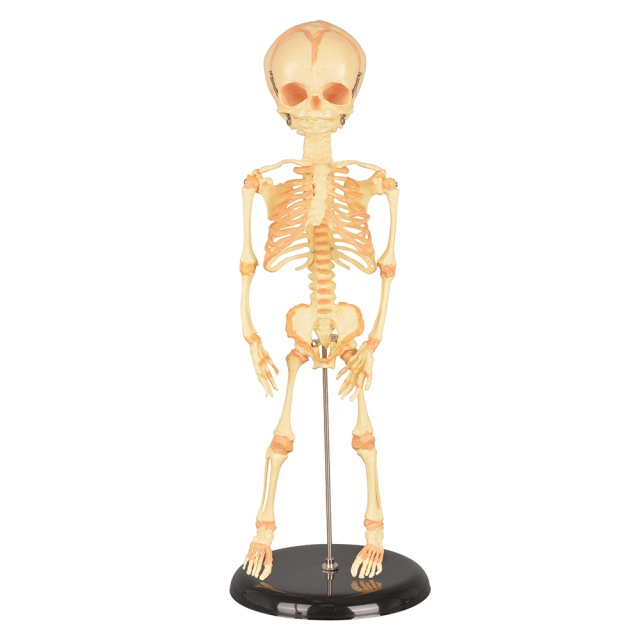Mini Infant Skeleton Model with Single Skull
