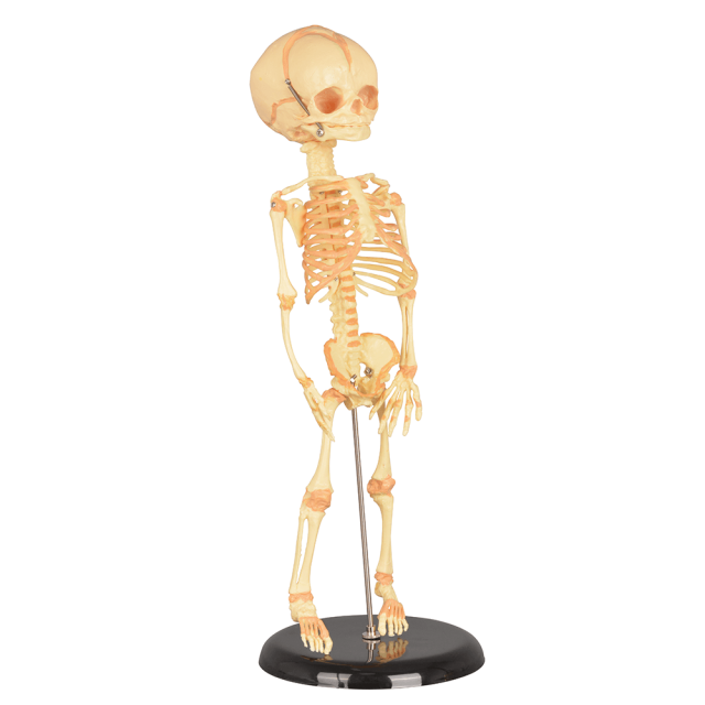 Mini Infant Skeleton Model with Single Skull
