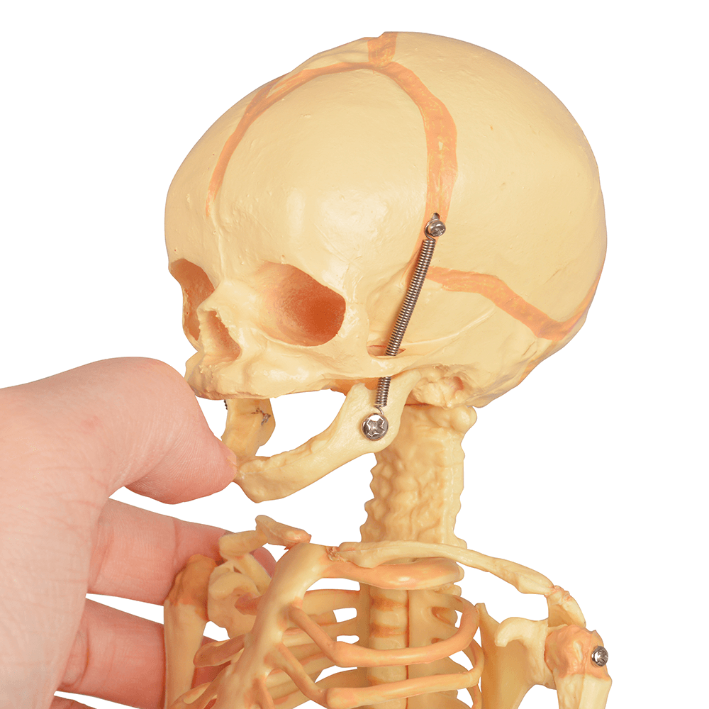 Mini Infant Skeleton Model with Single Skull