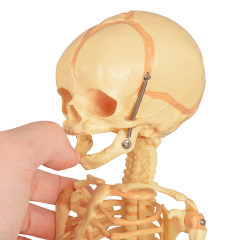 Mini Infant Skeleton Model with Single Skull