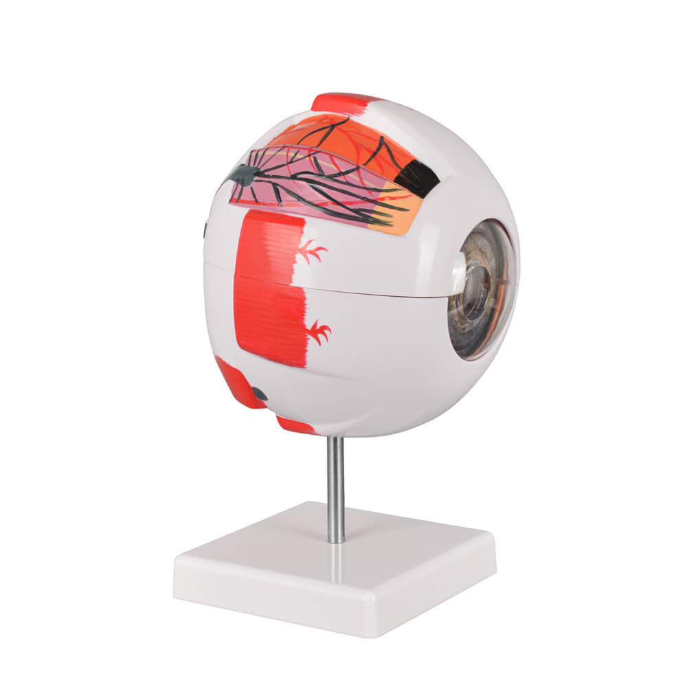 6X Enlarged Human Eye Model, Anatomical Eyeball for Education
