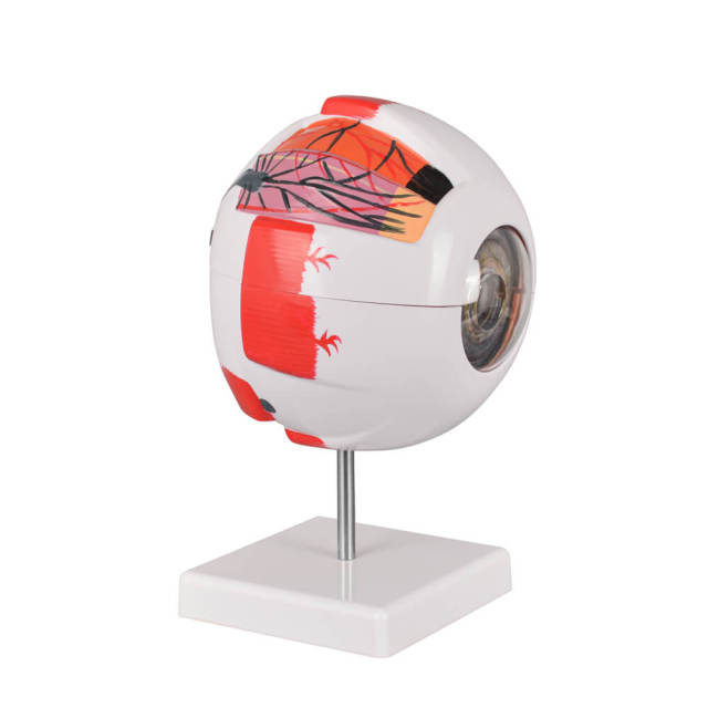 6X Enlarged Human Eye Model, Anatomical Eyeball for Education